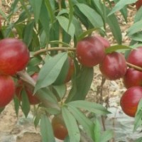 12-33油桃苗，126油桃苗，突圍桃苗，46-28油桃苗