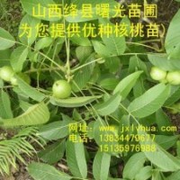 山西核桃苗，曙光苗輔“清香”核桃苗