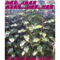 果樹苗，123果樹苗，東北占地果樹苗