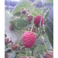 出售樹莓苗、紫莓苗、草莓苗、葡萄苗