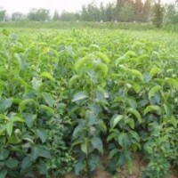 杜梨苗，梨樹(shù)苗，毛桃苗，蘋果苗