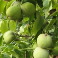 良種優(yōu)質(zhì)核桃苗 嫁接核桃苗 嫁接核桃苗價(jià)格