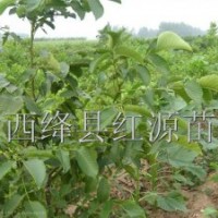 供應(yīng)核桃苗 國(guó)槐苗 皂角苗 白皮松