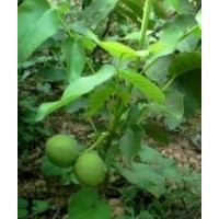 果樹(shù)苗，核桃苗，蘋果苗，桃樹(shù)苗，山楂樹(shù)，杏樹(shù)