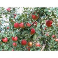 供應矮化蘋果苗，梨樹苗，桃樹苗，甜柿苗