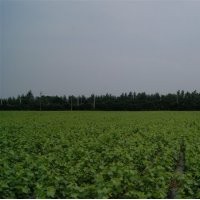 大量供應(yīng)維多利亞葡萄苗