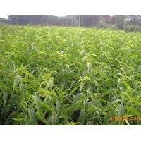 出售！出售桃樹！現(xiàn)有5萬棵0.5--2公分粗，1.6--2米高的當年實生