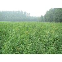 櫻花苗，櫻花苗櫻花苗，櫻花苗