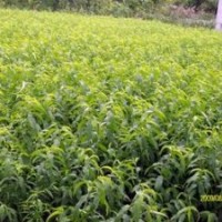 0.8公分桃樹苗