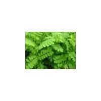 供應花椒苗價格