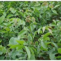 核桃苗_遼核1號(hào)/薄皮核桃苗，矮化核桃苗
