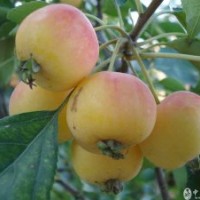 日本櫻花、開心果、北美海棠、西府海棠、冬紅海棠《長壽果》、