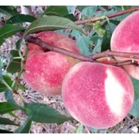供應(yīng)桃樹(shù)苗 金秋紅蜜桃