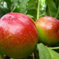 優(yōu)質(zhì)油桃苗