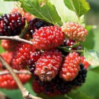 供應(yīng)桑果苗