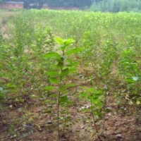 供應(yīng)歐洲甜櫻桃嫁接苗2000株