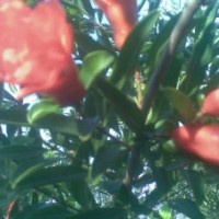 售1---5公分獨(dú)桿石榴樹