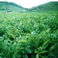 優(yōu)質(zhì)板栗苗河北板栗苗江蘇板栗苗云南板栗苗價格