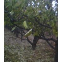 果樹，核桃苗，蘋果苗，桃樹苗，山楂樹苗，梨樹，杏樹