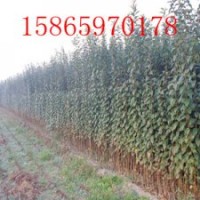 基地大量低價(jià)供應(yīng)果樹苗 蘋果苗 桃苗