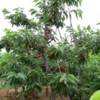 福山大地大櫻桃蘋(píng)果苗木基地