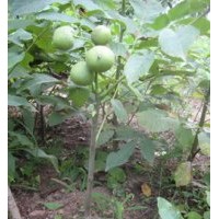 供應(yīng)最新核桃苗價(jià)格，山西核桃苗的管理