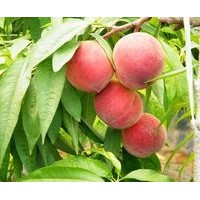 桃樹品種，桃樹苗，桃樹，桃樹種植