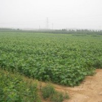 低價供應(yīng)核桃苗，山桃苗，毛桃苗，山楂苗，梨樹苗