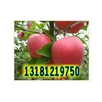 紅富士蘋果苗/美國八號蘋果苗