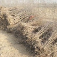 棗樹苗大量供應(yīng)中