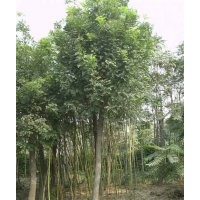 蘋果苗 棗樹苗 山楂苗 鈣果苗