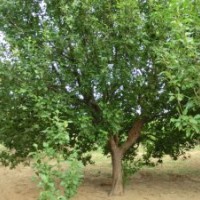 供應(yīng)1--60公分八棱海棠樹