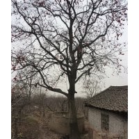 柿子樹 大規(guī)格柿子樹