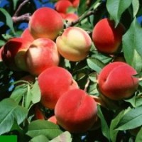 桃樹種植，桃樹圖片，桃樹品種