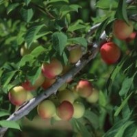 桃樹2013最新報(bào)價(jià)，桃樹怎么種植