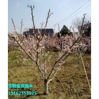 正宗突圍桃樹苗新品種|夏之夢(mèng)桃樹苗價(jià)格