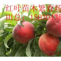 出售營養(yǎng)體桃樹苗