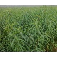 10萬株桃樹苗銷售