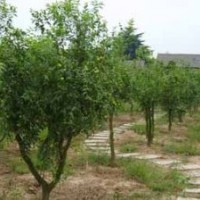 供應大量結果棗樹苗木，可做園林綠化