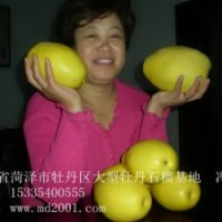 珍貴鄉(xiāng)土綠化樹--天香木瓜樹