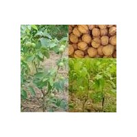 核桃苗=核桃苗種植=核桃苗價(jià)格