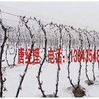 占地葡萄苗 占地葡萄樹 冬天不用埋