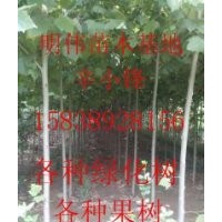 各種果樹小苗桃樹，梨樹，蘋果樹，核桃樹，柿樹，花椒樹等