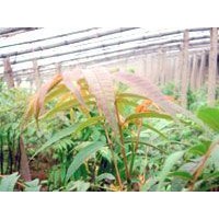 大量供應(yīng)紅油香椿苗