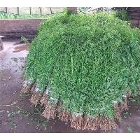 大量供應(yīng)黑龍江枸杞苗，哈爾濱黃菠蘿苗，