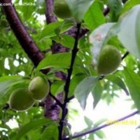 各規(guī)格果樹，桃樹，蘋果樹，山杏樹，山桃樹，核桃樹，石榴樹