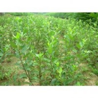 桃苗，板栗苗，柿子樹等