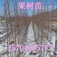 果樹(shù)苗，占地果樹(shù)苗，123果樹(shù)苗