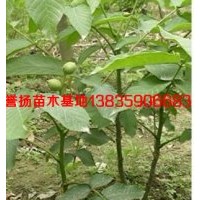 山西核桃苗，核桃苗價(jià)格，核桃實(shí)生苗