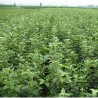 果樹苗木，蘋果樹苗